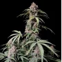 Семена конопли AMNESIA Z (Amnesia Zkittlez) Auto от Fast Buds